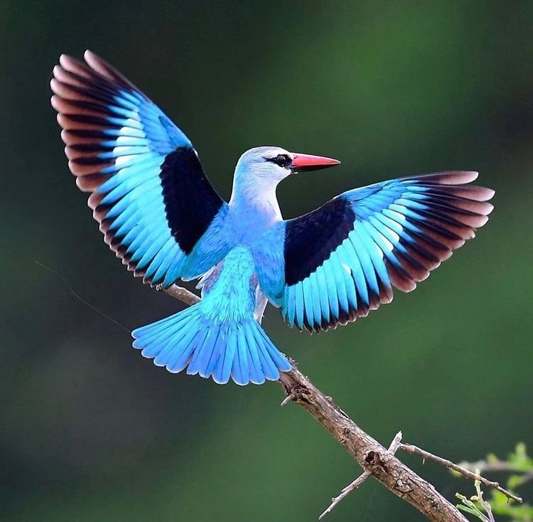 Woodland Kingfisher in Tanzania
